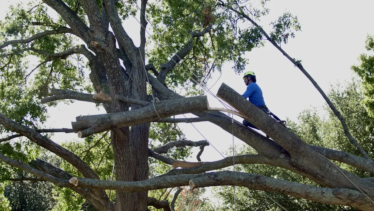 Professional Hazardous Tree Removal performed by certified arborists in Campbell